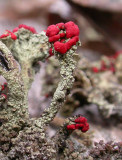 Cladonia floerkeana  ? - Gritty British Soldiers