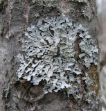 Parmelia sulcata - Hammered Shield Lichen