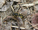 Helophilus spp (?) - Hover fly