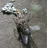 Eris Militaris - Bronze Jumping Spider - female with prey