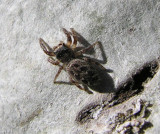 Eris militaris - Bronze Jumping Spider - female
