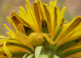 Misumena  vatia (?) - juvenile spider - view 2