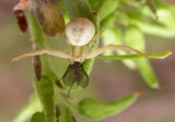 Misumena  vatia (juvenile female) - with female Rhamphomyia sp. prey