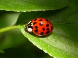 Harmonia axyridis - Asian Lady Beetle