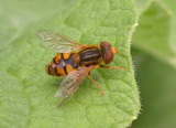 hover-fly.jpg