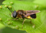 Stratiomys sp. (possibly S. adelpha or S. discalis - Soldier Fly - view 1