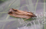 gold-moth.jpg