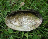 mussel-2.jpg