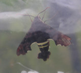 Amphion floridensis - Nessus Sphinx moth (Hodges 7873) - top view