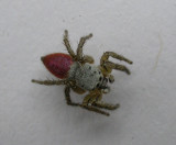 Habronattus decorus - view 1