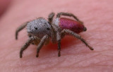 Habronattus decorus - view 2