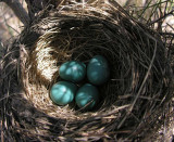 Robin nest in Scots Pine tree