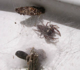 Eris militaris - Bronze Jumping Spider - pair in silky refuge