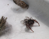 Eris militaris - Bronze Jumping Spider - male at entrance to refuge