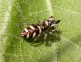 Salticus scenicus - Zebra Jumping Spider - female with prey