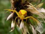 Misumena vatia - on soggy dandelion