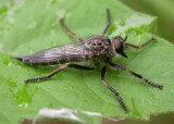 Machimus sp.  - robber fly - view 1