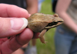 Rana sylvatica - Wood Frog - view 1