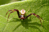 Misumena vatia - male - view 1