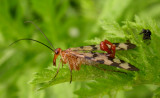 Panorpa galerita (?) - Scorpionfly - Male - view 2