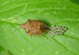 Spiny Stink Bug laying eggs - view 2