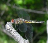 Blue Dasher - Pachydiplax longipennis - female