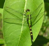 Eastern Pondhawk - Erythemis simplicicollis