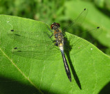 Frosted Whiteface - Leucorrhinia frigida