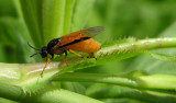 Arge ochropa -- sawfly ovipositing into cuts made in rose stem