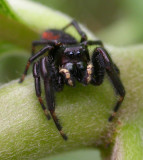 Phidippus clarus - Brilliant Jumper - male - view 3