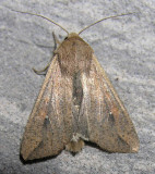 Pseudaletia unipuncta  - 10438 - Armyworm Moth