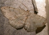 gold-moth-17-06-2007.jpg