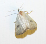 Rivula propinqualis - 8404 --Spotted Grass Moth