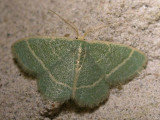 mint-moth-17-06-2007.jpg
