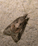 pink-grey-moth-17-06-2007.jpg