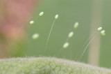 Chrysopidae eggs -- Green Lacewing eggs on underside of milkweed leaf