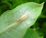 Tibellus oblongus -- Oblong Running Crab Spider