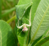 Misumena vatia - female guarding egg case - extra marked