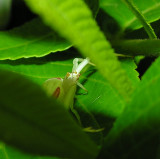 Misumena vatia in Black Walnut tree