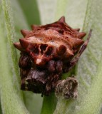 Acanthepeira stellata - Star-bellied Orbweaver - female - view 1