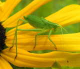 katydid-nymph-large.jpg