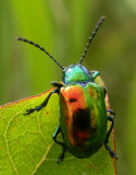 Chrysochus auratus - Dogbane Beetle - view 1