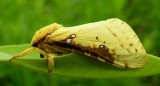 Sthenopis thule - 0021 - Willow Ghost Moth