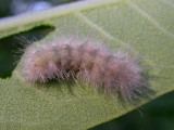 Cycnia tenera - Dogbane Tiger Moth caterpillar