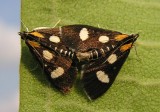 Anania funebris glomeralis -4958a - White-spotted Sable Moths