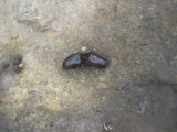 Slug under a rock from Cariboo Walk