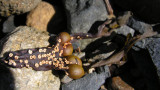 Spirorbis shells (of polychaete worms) attached to seaweed - 1