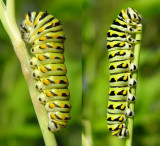 Papilio polyxenes - Black Swallowtail caterpillars