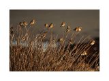 Goldfinches