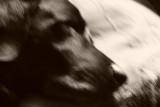 Monty asleep